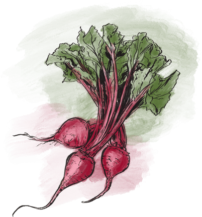 Beets from Riverbend Garden, Edmonton Alberta