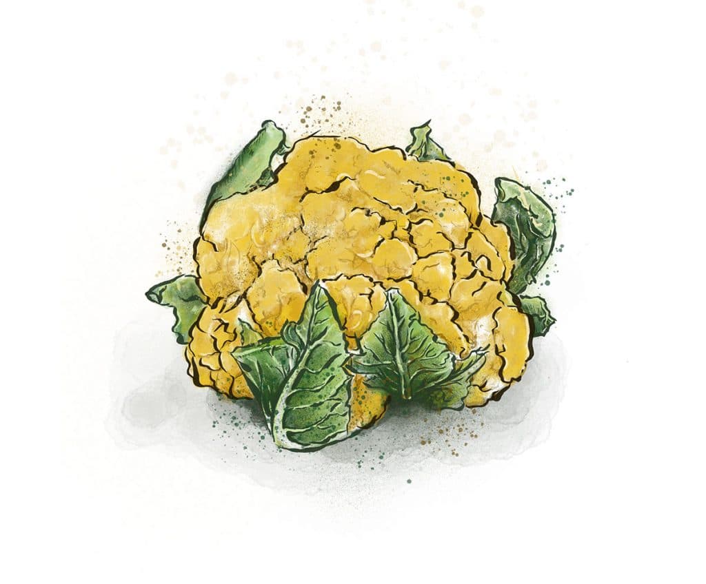 Cauliflower from Riverbend Gardens, Edmonton Alberta