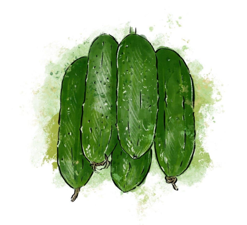 Cucumbers from Riverbend Gardens, Edmonton Alberta