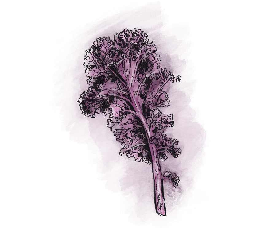 Kale from Riverbend Gardens, Edmonton Alberta